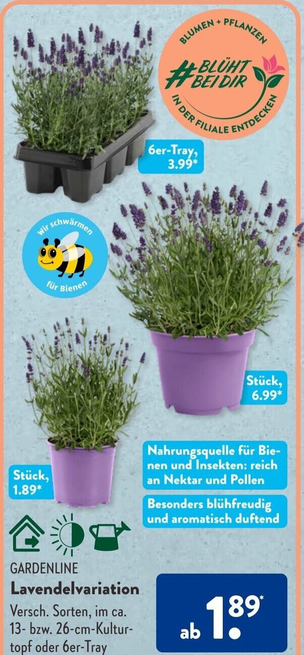 Aldi Süd GARDENLINE Lavendelvariation Angebot