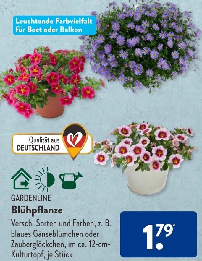 Aldi Süd GARDENLINE Blühpflanze Angebot