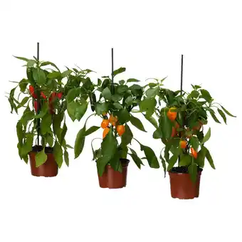 IKEA Capsicum annuum topfpflanze paprika versch. farben Angebot