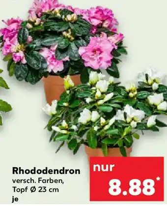 Kaufland Rhododendron Angebot