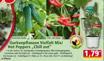 Norma Gurkenpflanzen Vielfalt Mix/ Hot Peppers ,,Chill out" Angebot
