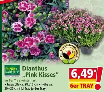 Norma FINEST Garden Dianthus ,,Pink Kisses" 6er Tray Angebot