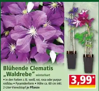Norma Blühende Clematis ,,Waldrebe" Angebot