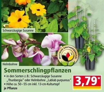 Norma Sommerschlingpflanzen Angebot