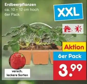 Netto Marken-Discount Erdbeerpflanzen ca. 10-12 cm hoch 6er Pack Angebot