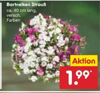 Netto Marken-Discount Bartnelken Strauß ca. 40 cm lang, versch. Farben Angebot