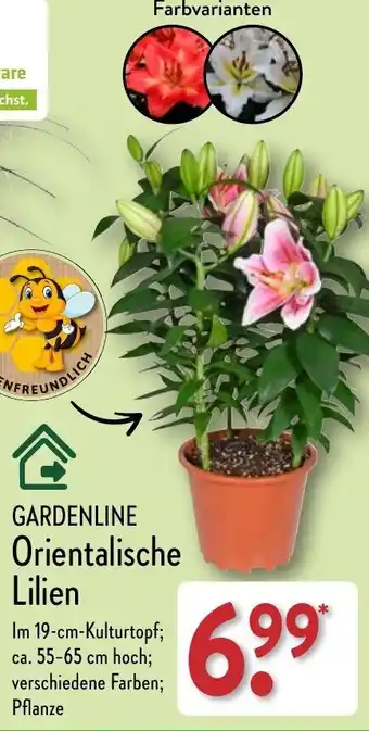Aldi Nord GARDENLINE Orientalische Lilien Angebot