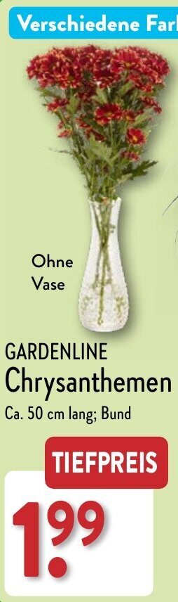 Aldi Nord GARDENLINE Chrysanthemen Angebot