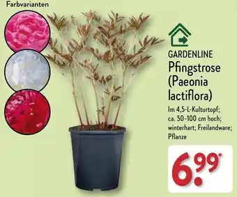 Aldi Nord GARDENLINE Pfingstrose (Paeonia lactiflora) Angebot