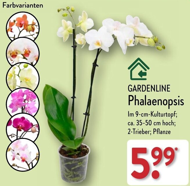 Aldi Nord GARDENLINE Phalaenopsis Angebot