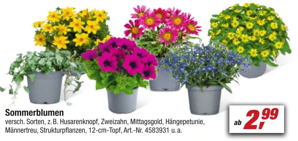 toom Baumarkt Sommerblumen Angebot