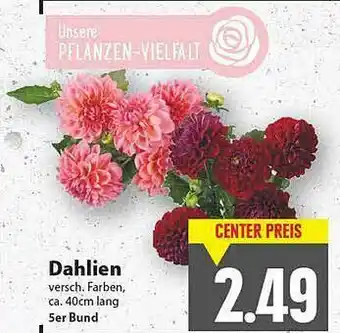 E-Center Dahlien Angebot