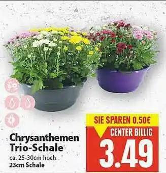 E-Center Chrysanthemen Trio-schale Angebot