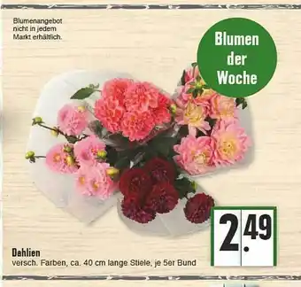 E-Center Dahlien Angebot