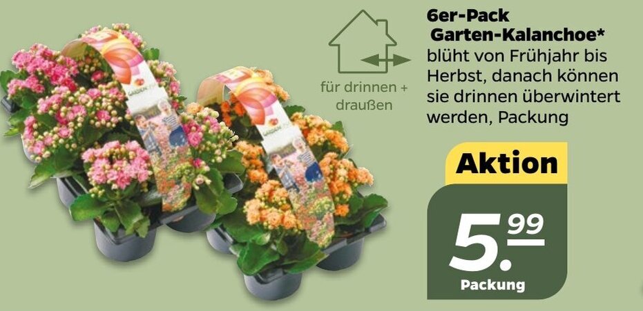 NETTO 6er-Pack Garten-Kalanchoe* Angebot