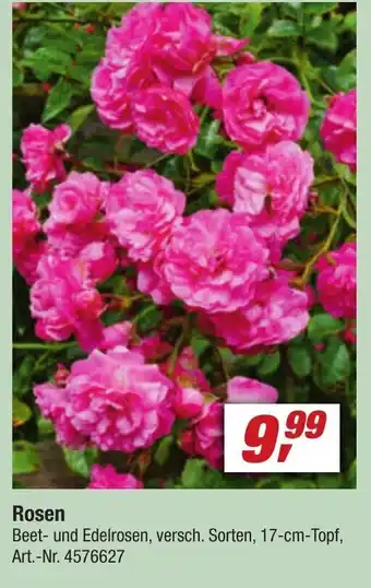 toom Baumarkt Rosen Angebot