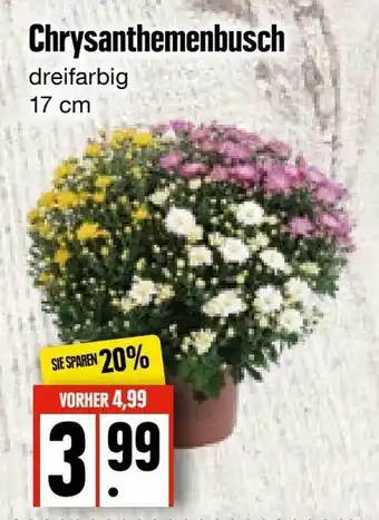 Edeka Frischemarkt Chrysanthemenbusch Angebot
