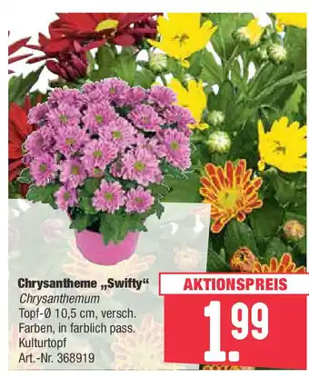 BayWa Chrysantheme Swifty Angebot