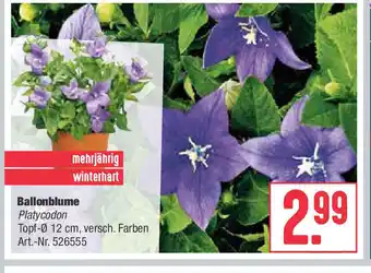 BayWa Bau & Garten Ballonblume Angebot