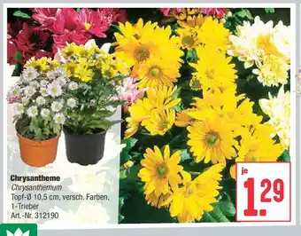 BayWa Chrysantheme Angebot