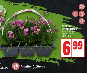 Edeka Nelken ,,Pink Kisses" versch. Farben, 6x9cm Topf 6er Pack_¹ Angebot