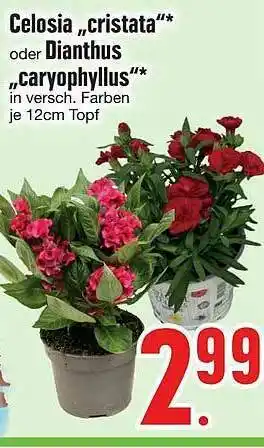 Edeka Celosia „cristata” Oder Dianthus „caryophyllus Angebot