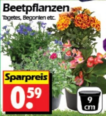Wreesmann Beetpflanzen Angebot