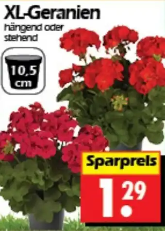 Wreesmann XL-Geranien Angebot