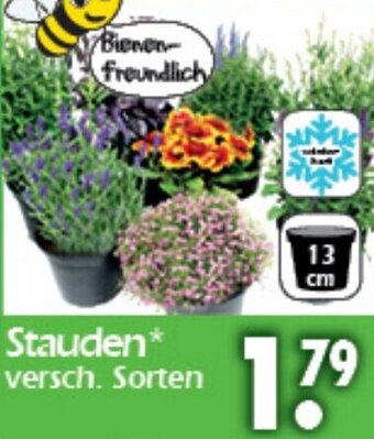 Wreesmann Stauden Angebot