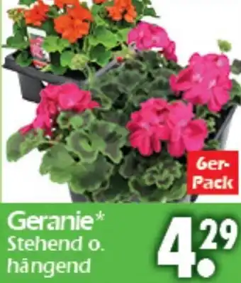 Wreesmann Geranie* Stehend o. hängend Angebot