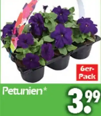 Wreesmann Petunien* Angebot