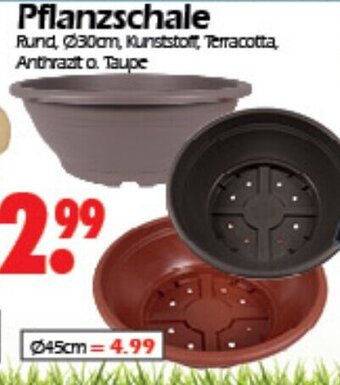 Wreesmann Pflanzschale Angebot