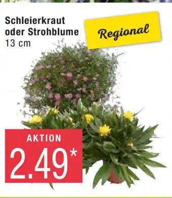 Marktkauf Schleierkraut oder Strohblume 13 cm Angebot