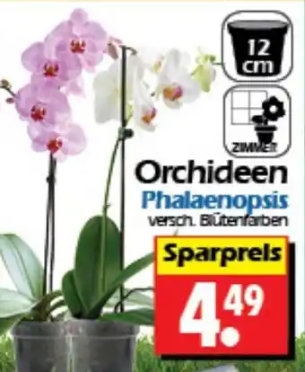 Wreesmann Orchideen Phalaenopsis Angebot