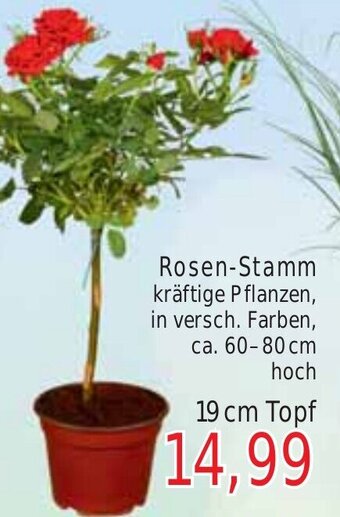 Wiglo Wunderland Rosen-Stamm 19 cm Topf Angebot