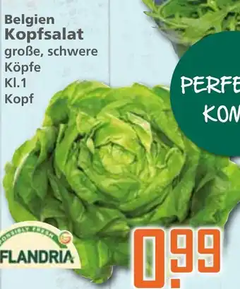 Klaas und Kock Belgien Kopfsalat Angebot