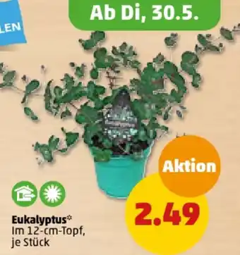 PENNY Eukalyptus* 12-cm-Topf Angebot