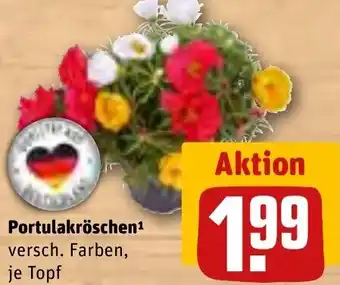 REWE Portulakröschen Angebot