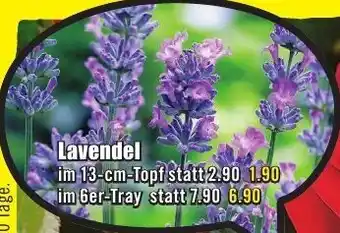 B1 Discount Baumarkt Lavendel Angebot