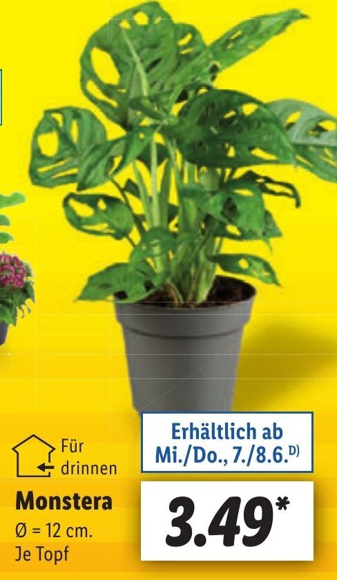 Lidl Monstera, 12 cm. Angebot