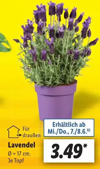 Lidl Lavendel , 17 cm. Angebot