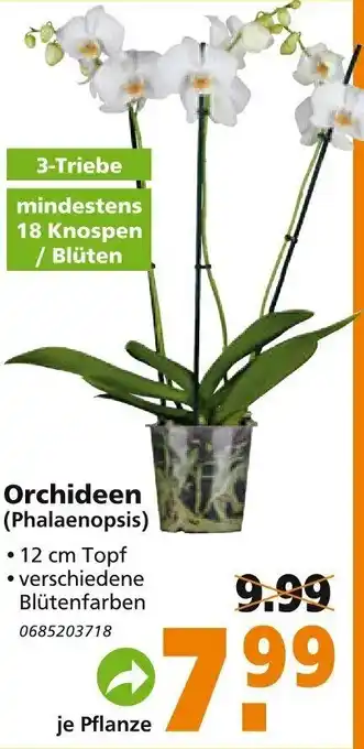 Globus Baumarkt Orchideen Phalaenopsis Angebot