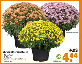 Globus Baumarkt Chrysanthemen Busch Angebot