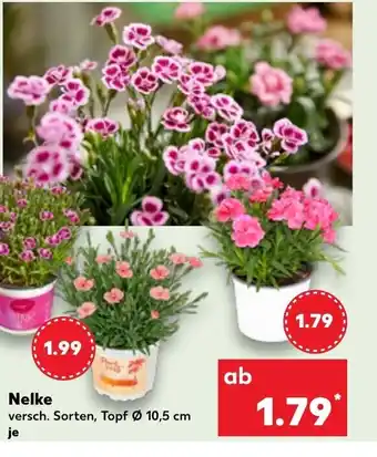 Kaufland Nelke 10,5cm Angebot