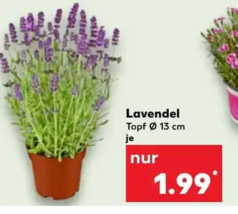 Kaufland Lavendel  13 cm Angebot