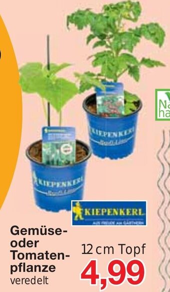 Jawoll Gemüse-oder Tomaten- pflanze 12cm Angebot