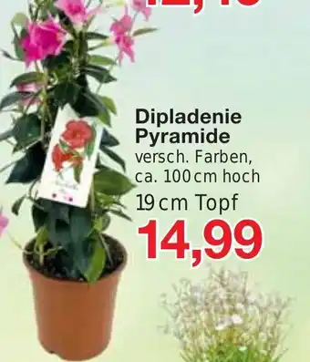 Jawoll Dipladenie Pyramide 19cm Angebot