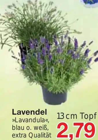 Jawoll Lavendel 13cm Angebot