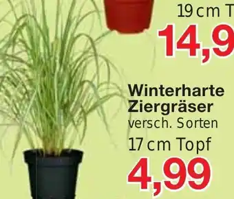 Jawoll Winterharte Ziergräser 17cm Angebot