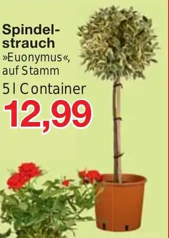 Jawoll Spindel-strauch 5l Angebot